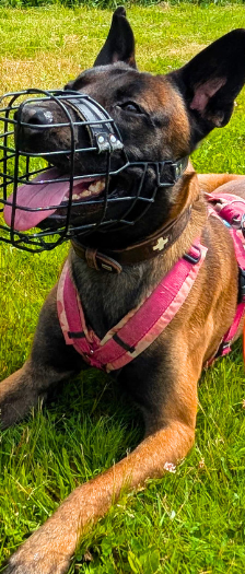 Räuber Hotzenplotz – Malinois, Männchen, 1 Jahr, 28357 Bremen – Foto 2
