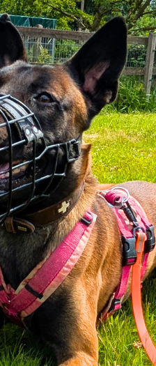 Räuber Hotzenplotz – Malinois, Männchen, 1 Jahr, 28357 Bremen – Foto 3