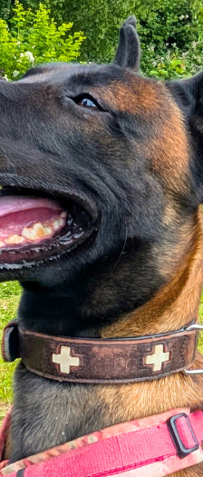 Räuber Hotzenplotz – Malinois, Männchen, 1 Jahr, 28357 Bremen – Foto 4
