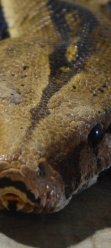 Renate - Naga - Karl - Cheyenne – Boa constrictor, Unbekannt, Alter unbekannt, 28357 Bremen – Foto 1