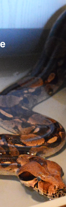 Renate - Naga - Karl - Cheyenne – Boa constrictor, Unbekannt, Alter unbekannt, 28357 Bremen – Foto 2