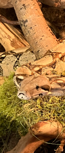 Renate - Naga - Karl - Cheyenne – Boa constrictor, Unbekannt, Alter unbekannt, 28357 Bremen – Foto 3
