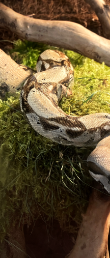 Renate - Naga - Karl - Cheyenne – Boa constrictor, Unbekannt, Alter unbekannt, 28357 Bremen – Foto 4