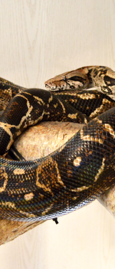 Renate - Naga - Karl - Cheyenne – Boa constrictor, Unbekannt, Alter unbekannt, 28357 Bremen – Foto 5