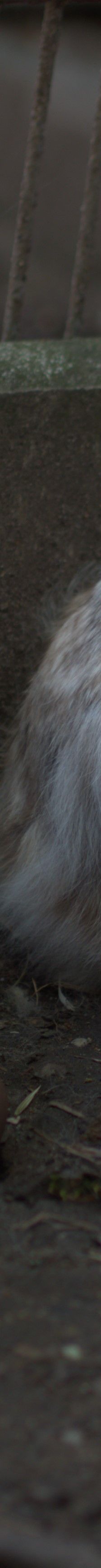 Zeus und Daisy – Angora Kaninchen, Unbekannt, Alter unbekannt, 50969 Köln-Zollstock – Foto 2
