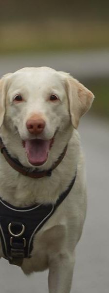 Winky – Labrador Retriever, Weibchen, 5 Jahre, 45141 Essen – Foto 1