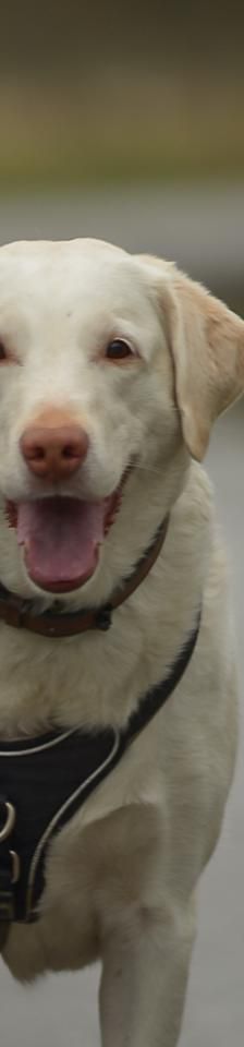 Winky – Labrador Retriever, Weibchen, 5 Jahre, 45141 Essen – Foto 2
