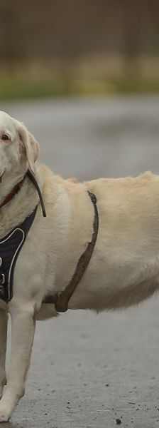 Winky – Labrador Retriever, Weibchen, 5 Jahre, 45141 Essen – Foto 3