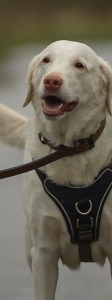 Winky – Labrador Retriever, Weibchen, 5 Jahre, 45141 Essen – Foto 4