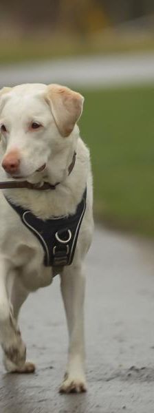 Winky – Labrador Retriever, Weibchen, 5 Jahre, 45141 Essen – Foto 5