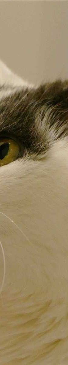 MALIKA – Europäisch Kurzhaar, Weibchen, 16 Jahre, 81829 München – Foto 1