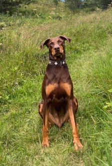 Max – Dobermann, Männchen, 7 Jahre, 97074 Würzburg – Foto 2