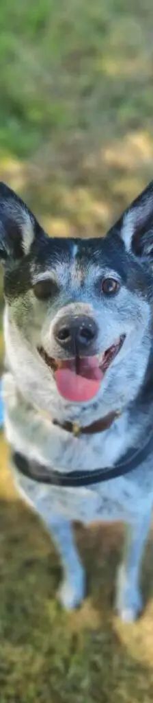 Bali – Taiwanhund-Mix, Männchen, 9 Jahre 2 Monate, 13057 Berlin – Foto 1