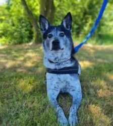 Bali – Taiwanhund-Mix, Männchen, 9 Jahre 2 Monate, 13057 Berlin – Foto 2