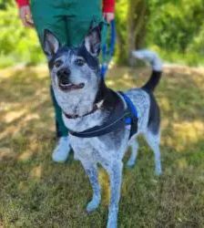 Bali – Taiwanhund-Mix, Männchen, 9 Jahre 2 Monate, 13057 Berlin – Foto 3