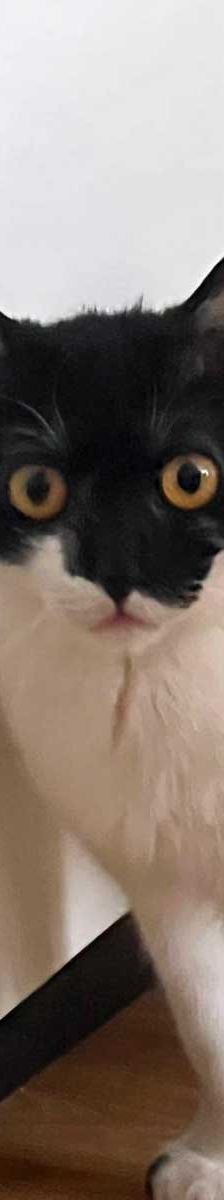 Sissi – EKH, Weibchen, 17 Jahre, 82031 Grünwald – Foto 3