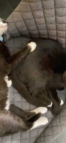 Sissi – EKH, Weibchen, 17 Jahre, 82031 Grünwald – Foto 5