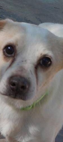Cani – Chihuahua-Mischling, Männchen, 4 Jahre, 65520 Bad Camberg – Foto 1