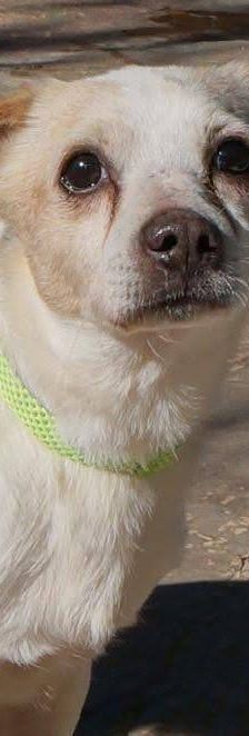 Cani – Chihuahua-Mischling, Männchen, 4 Jahre, 65520 Bad Camberg – Foto 2
