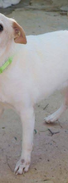 Cani – Chihuahua-Mischling, Männchen, 4 Jahre, 65520 Bad Camberg – Foto 3