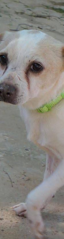 Cani – Chihuahua-Mischling, Männchen, 4 Jahre, 65520 Bad Camberg – Foto 4