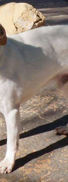 Cani – Chihuahua-Mischling, Männchen, 4 Jahre, 65520 Bad Camberg – Foto 5