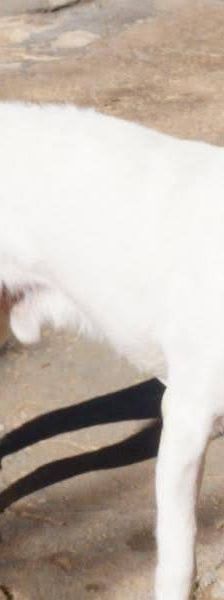 Cani – Chihuahua-Mischling, Männchen, 4 Jahre, 65520 Bad Camberg – Foto 6