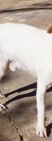 Cani – Chihuahua-Mischling, Männchen, 4 Jahre, 65520 Bad Camberg – Foto 7