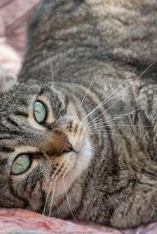 Lupe – Europäisch Kurzhaar, Weibchen, 3 Jahre, 65520 Bad Camberg – Foto 1