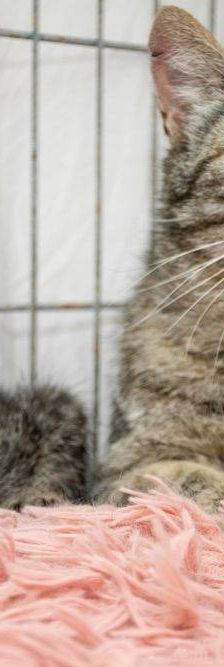 Lupe – Europäisch Kurzhaar, Weibchen, 3 Jahre, 65520 Bad Camberg – Foto 2