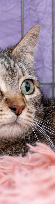Lupe – Europäisch Kurzhaar, Weibchen, 3 Jahre, 65520 Bad Camberg – Foto 14