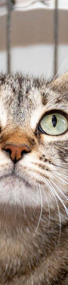 Lupe – Europäisch Kurzhaar, Weibchen, 3 Jahre, 65520 Bad Camberg – Foto 15