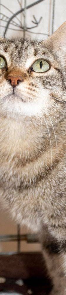 Lupe – Europäisch Kurzhaar, Weibchen, 3 Jahre, 65520 Bad Camberg – Foto 17