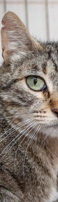 Lupe – Europäisch Kurzhaar, Weibchen, 3 Jahre, 65520 Bad Camberg – Foto 20