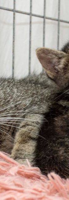 Lupe – Europäisch Kurzhaar, Weibchen, 3 Jahre, 65520 Bad Camberg – Foto 3