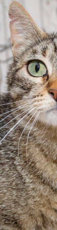 Lupe – Europäisch Kurzhaar, Weibchen, 3 Jahre, 65520 Bad Camberg – Foto 21