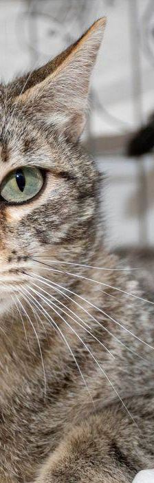 Lupe – Europäisch Kurzhaar, Weibchen, 3 Jahre, 65520 Bad Camberg – Foto 24