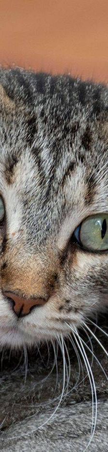 Lupe – Europäisch Kurzhaar, Weibchen, 3 Jahre, 65520 Bad Camberg – Foto 27