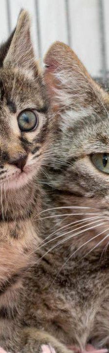 Lupe – Europäisch Kurzhaar, Weibchen, 3 Jahre, 65520 Bad Camberg – Foto 4