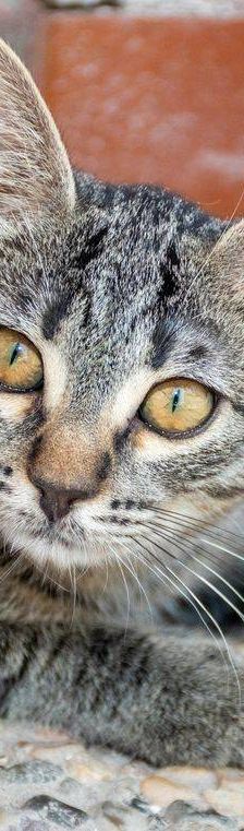 Lupe – Europäisch Kurzhaar, Weibchen, 3 Jahre, 65520 Bad Camberg – Foto 35