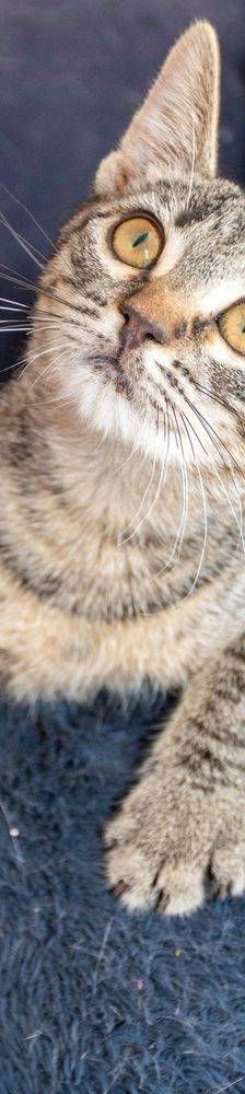 Lupe – Europäisch Kurzhaar, Weibchen, 3 Jahre, 65520 Bad Camberg – Foto 36