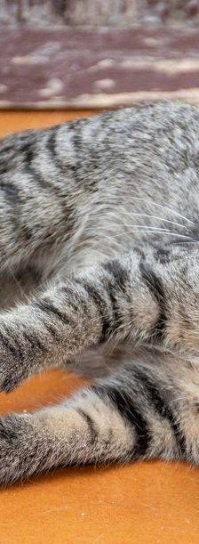 Lupe – Europäisch Kurzhaar, Weibchen, 3 Jahre, 65520 Bad Camberg – Foto 37