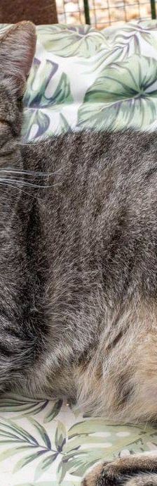 Lupe – Europäisch Kurzhaar, Weibchen, 3 Jahre, 65520 Bad Camberg – Foto 42