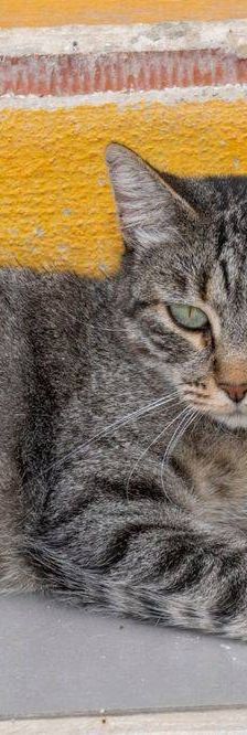 Lupe – Europäisch Kurzhaar, Weibchen, 3 Jahre, 65520 Bad Camberg – Foto 44