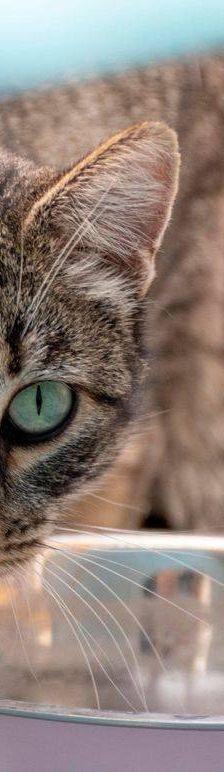 Lupe – Europäisch Kurzhaar, Weibchen, 3 Jahre, 65520 Bad Camberg – Foto 45