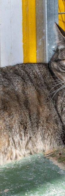 Lupe – Europäisch Kurzhaar, Weibchen, 3 Jahre, 65520 Bad Camberg – Foto 51