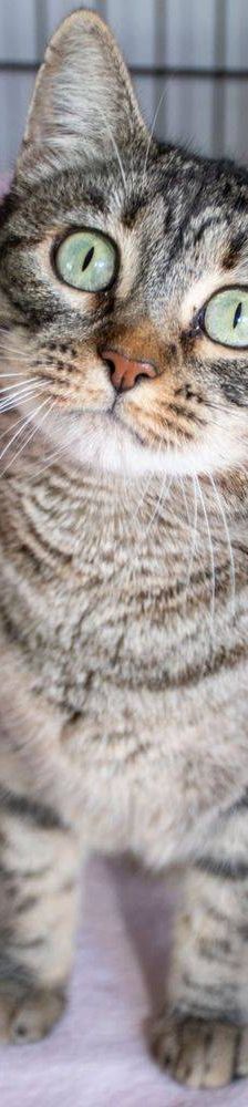 Lupe – Europäisch Kurzhaar, Weibchen, 3 Jahre, 65520 Bad Camberg – Foto 54