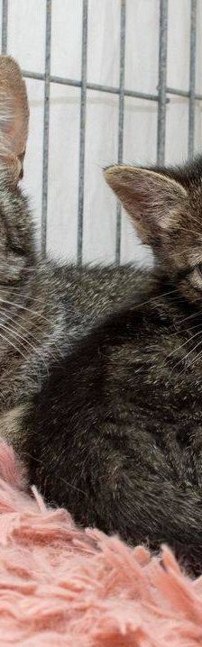 Lupe – Europäisch Kurzhaar, Weibchen, 3 Jahre, 65520 Bad Camberg – Foto 7