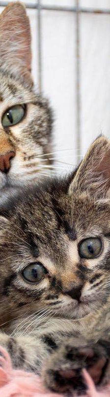 Lupe – Europäisch Kurzhaar, Weibchen, 3 Jahre, 65520 Bad Camberg – Foto 8