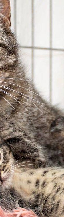 Lupe – Europäisch Kurzhaar, Weibchen, 3 Jahre, 65520 Bad Camberg – Foto 9